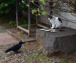 Crow vs Cat at Japanese Buddhist Temple Japanese crows are. 